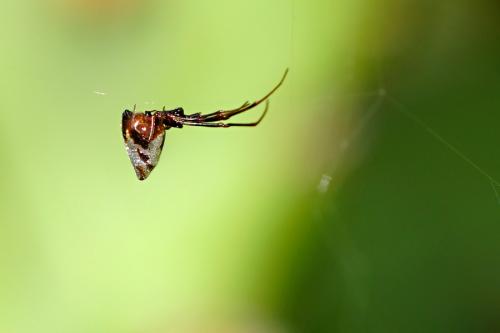 Réf. 240 216 : Argyrodes argyrodes